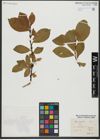 Foto von Salix hastata L.